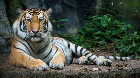 Reise Königstiger und Nawabs